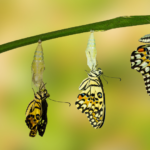 Conservare la biodiversità: il ruolo chiave della sostenibilità nella protezione dell’ecosistema